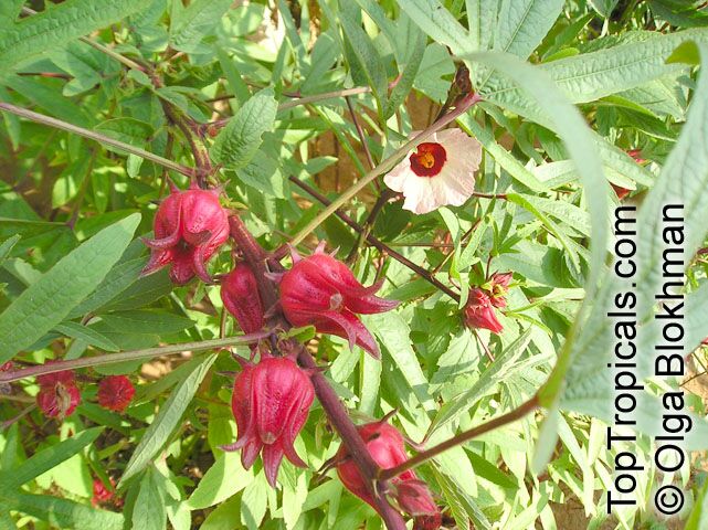 چای ترش